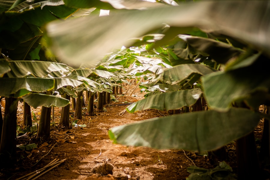 Plantaciones bananeras de la provincia de El Oro, rumbo a Machala